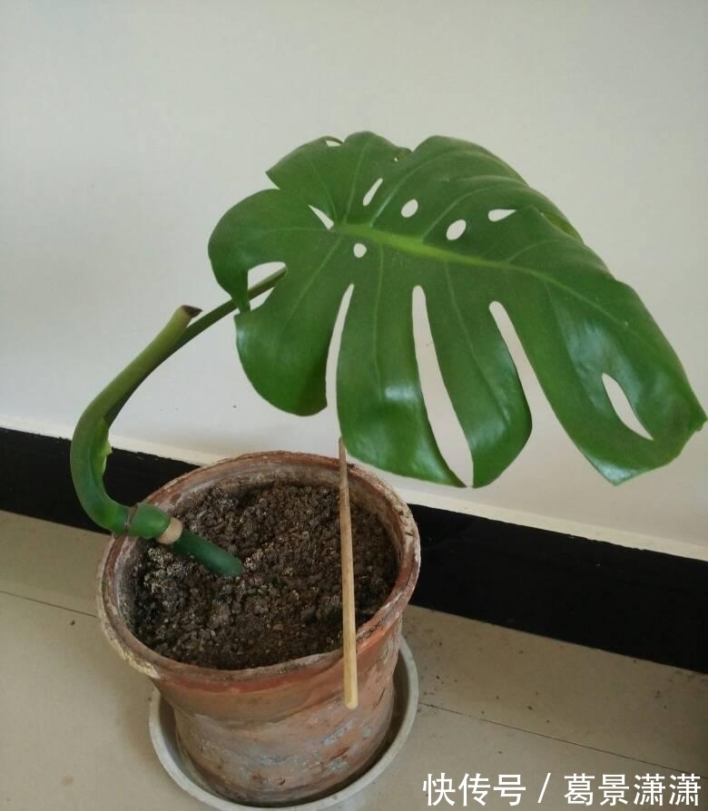 龟背竹的扦插方法都在这里,两个月就能生根