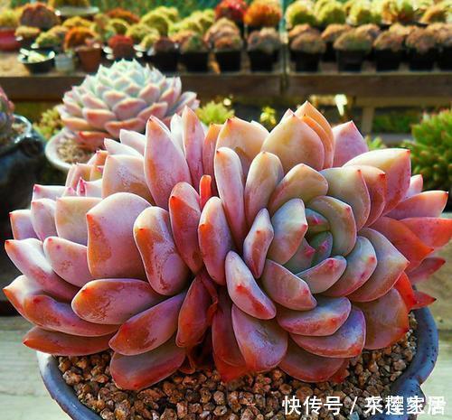 夏天给多肉植物浇水 1个方法 安全度夏 根系长得壮 粉紫色