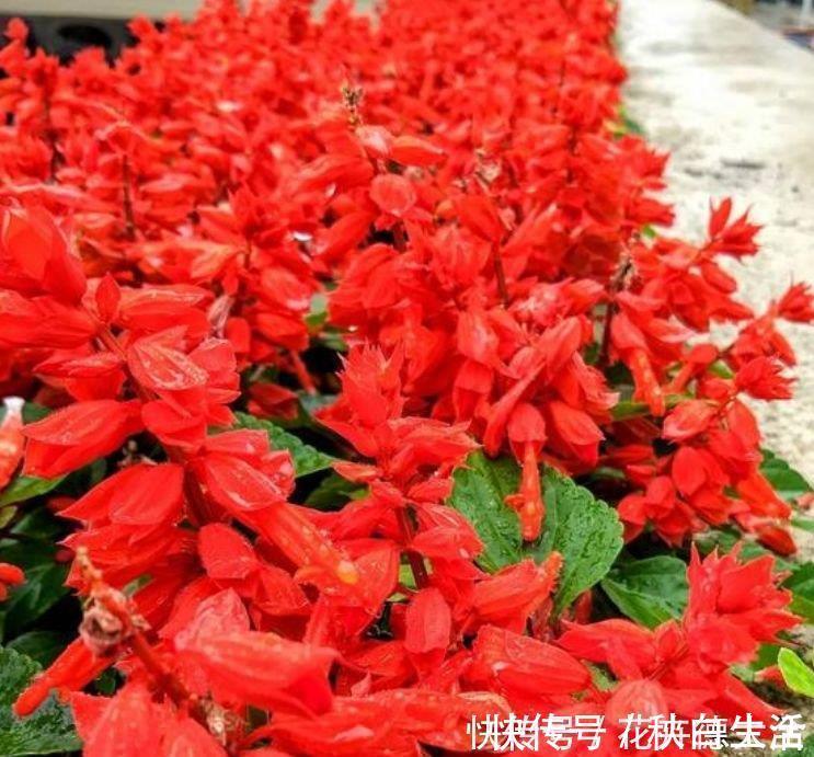 洋朱顶红|4种花现在养刚刚好，夏天开花很漂亮，日子越过越红火
