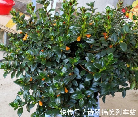 新手养花,不如养盆花中精品“小精灵”,似花中仙子,纯洁俊俏