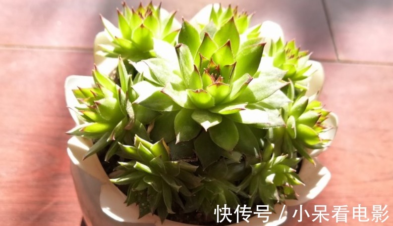 多肉植物观音莲，下崽都是一圈又一圈的，夏季盆栽需谨记3点