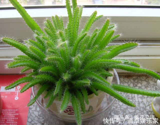 可爱|水果吃剩下的果核养成窗台上可爱的盆栽,你尝试过哪种