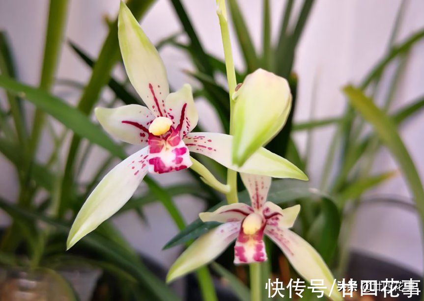 6种花要“春化”，低温冻冻才开花，冬天太暖和，春天不见花