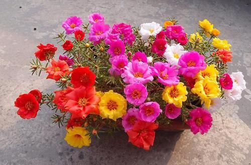  夏天|这款花卉40度高温也能爆盆，花色丰富，落地就能生根，很值得拥有
