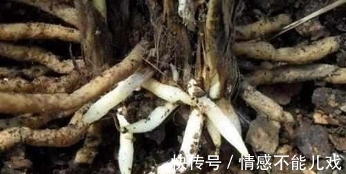 盆栽|什么阿司匹林、维生素都不如“1块它”,掰碎扔盆里,壮根挤破盆