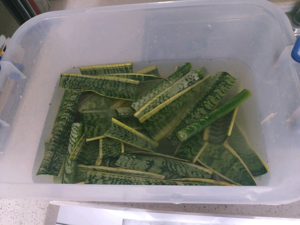 秋天养花,用到2种“生根剂”,花卉长出“胡须根”,一学就会