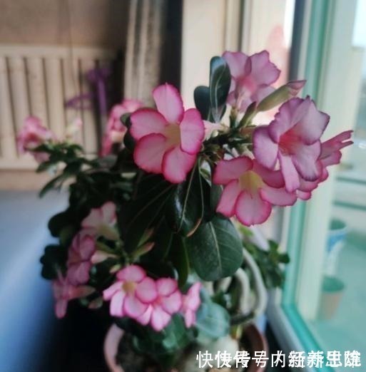 烂根|家中养沙漠玫瑰,土里加点“料”,怎么养都不烂根,花开不间断!