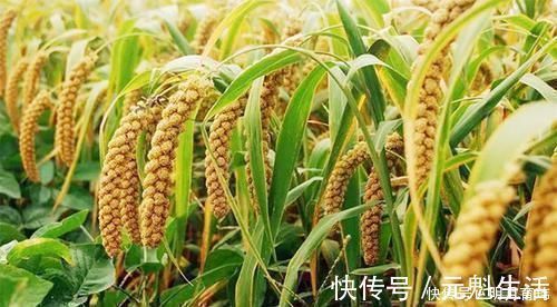 色氨酸|每天一碗小米粥,能长寿吗?老中医:别不信,这四种人最好天天喝