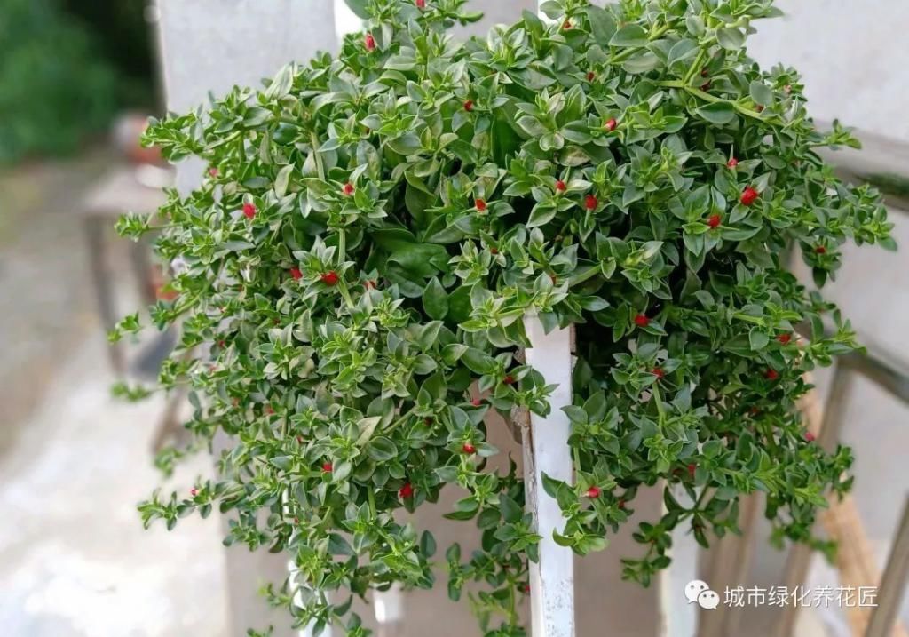 室内养花就养两种花,没事喂一喂啤酒,长出垂吊枝,开花成瀑布