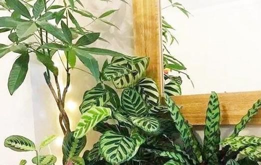 6种耐阴花，养了“不上当”，室内百搭盆栽，摆在角落也爆盆