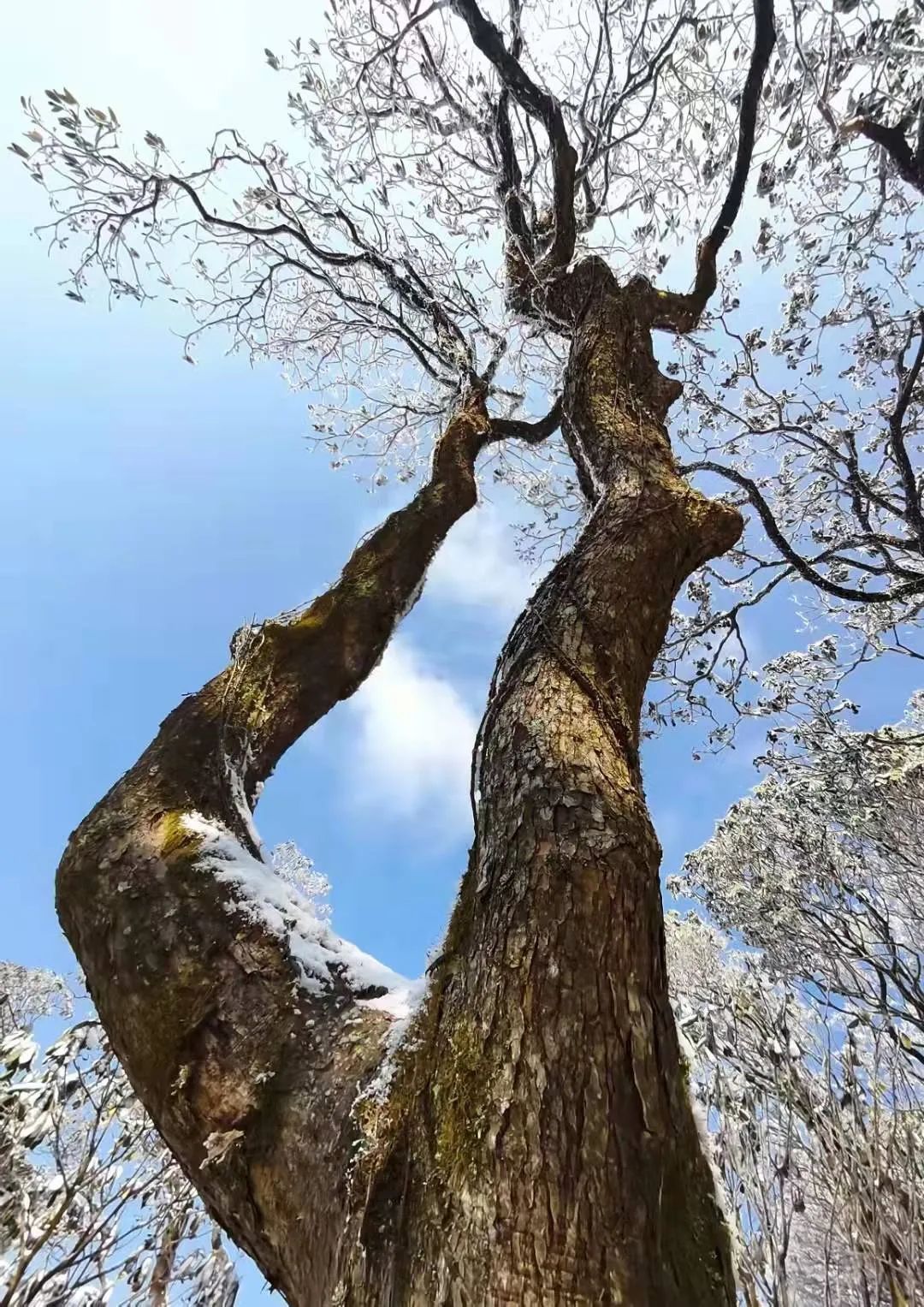 美景|华顶迎今年首场雾凇！天台山美景刷爆朋友圈！