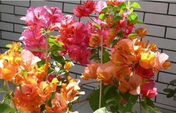 啤酒、淘米水浇花都不如“它”，“它”被称为花界中的万能水！