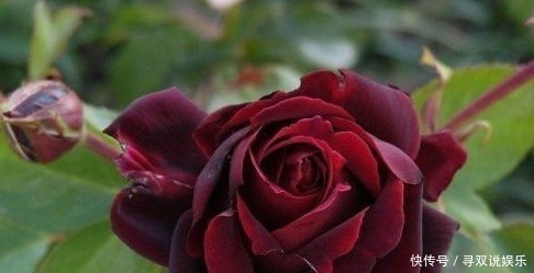 妩媚|新手养护花卉，不如养盆花中精品，妩媚动人，观赏性高的花卉！