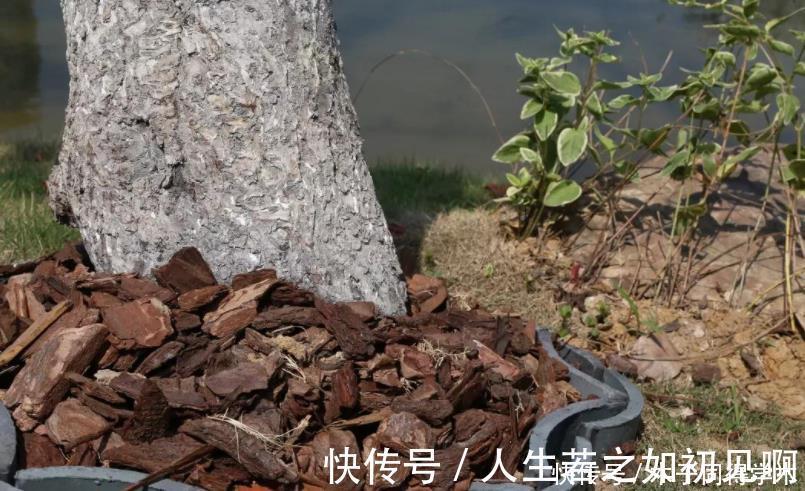 花草|给花草换盆时,偷偷塞些它,土壤更透气肥沃,植物不爱烂根