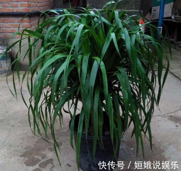 有毒气体|新房里养花，就去养盆“龙须树”，可净化空气，吸收甲醛、灰尘