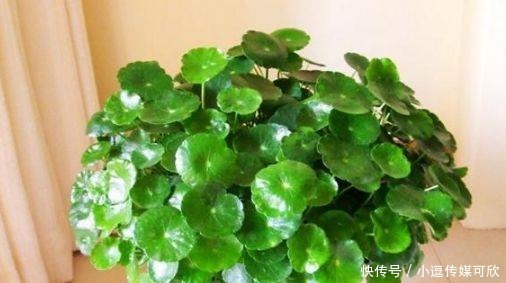 学会|养花要学会“浇花”,3种花,浇水越勤快,长得越漂亮!