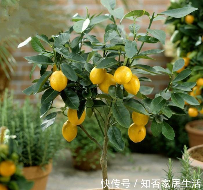 3种“养人树”，漂亮有香味，能吃能观赏，建议至少养一种