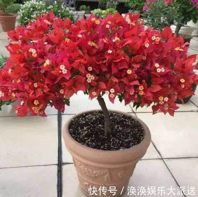 光照|掌握了三角梅开花的这三大要素，再也不担心只长叶子不开花