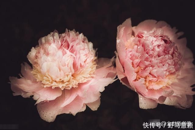 一首流传很广的唐诗，每一句都是千古名言，写出了不一样的牡丹花