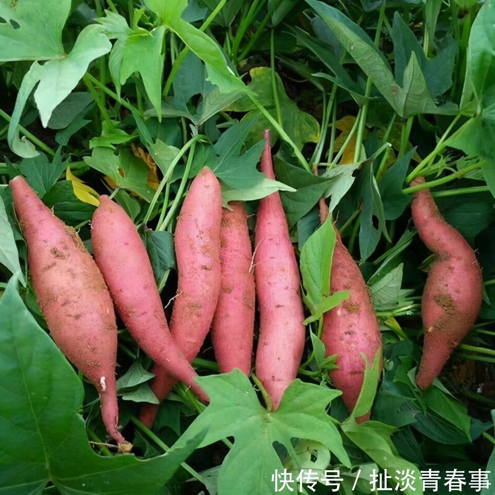 冬天|冬天了,女性不妨多吃以下食物,营养丰富、补益身体,好吃又健康