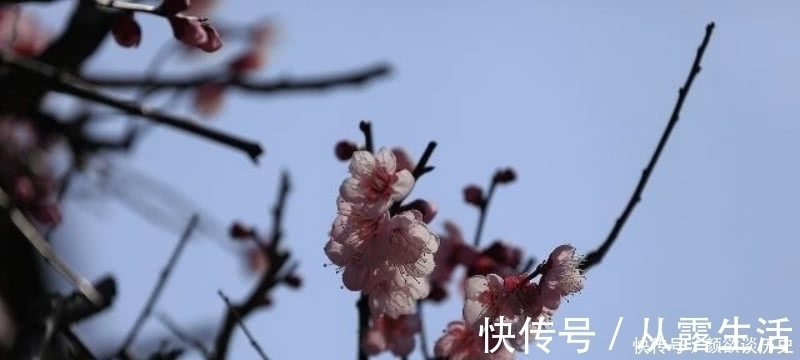 梅花#高僧在大雪纷飞的清晨,见到了雪中的梅花,信手拈来写下一首诗!