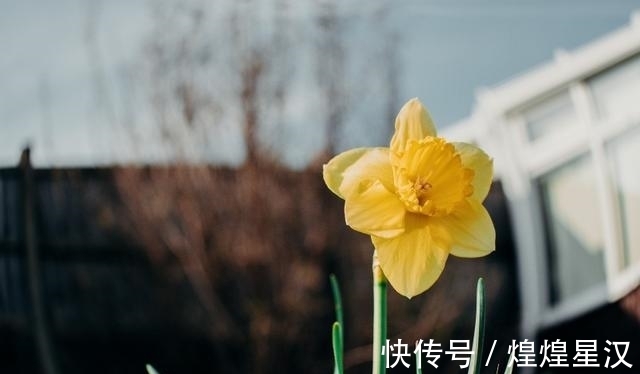 桃花|11月起，四季平安，好运相随，成为人上人的属相