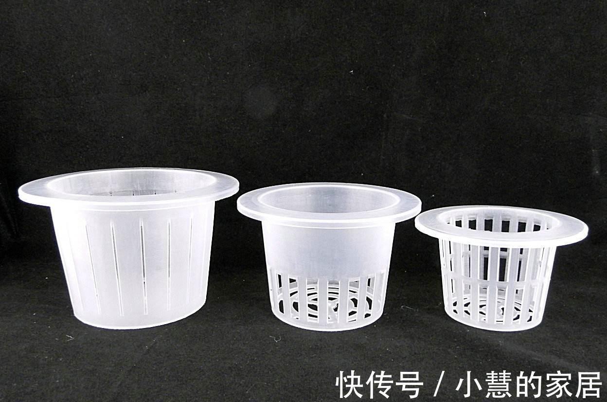 家里的各种玻璃瓶快别扔了,改造一下就是不花钱的水培瓶