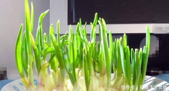 这些食物发芽可以吃,但营养价值会降低