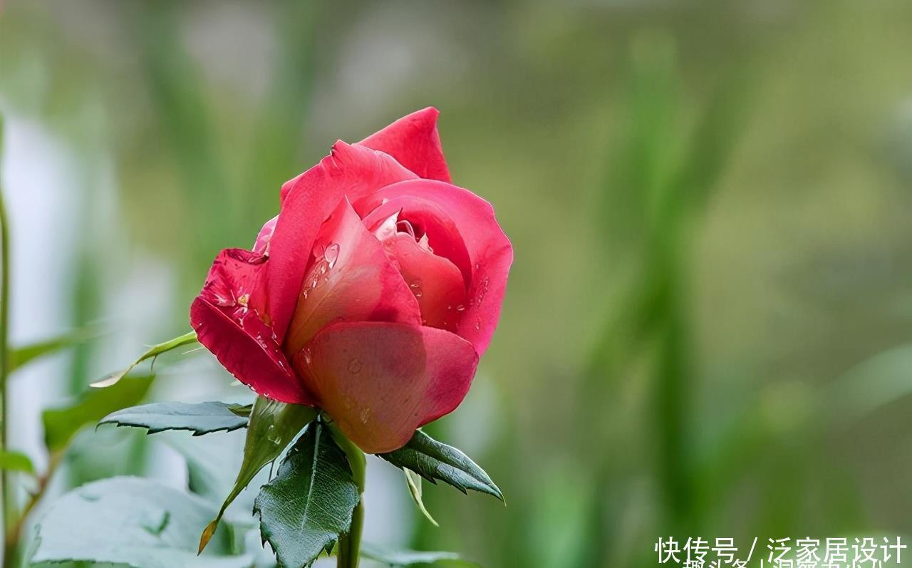 补水|六月养月季，做好防晒“三步骤”，枝叶不萎蔫，才能开出漂亮的花