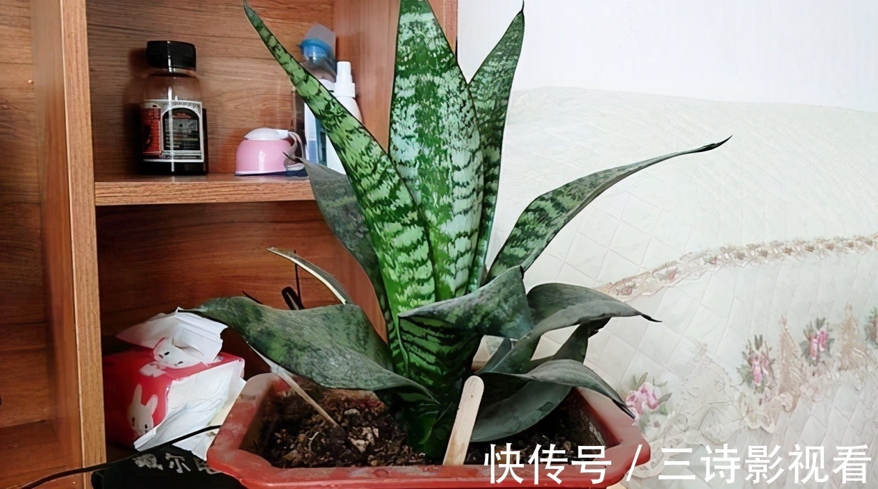 养花|巧用筷子养花，知道该用在什么地方吗？此3处有迹可循