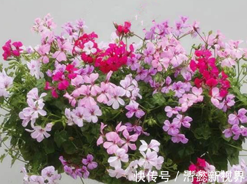 夏菊|三种花一年能开10个月,开花就爆盆,华丽高雅懒人花,养花首选