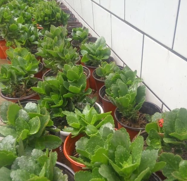 黄叶|长寿花不长还黄叶用3法急救,轻松解决,爆成大花球