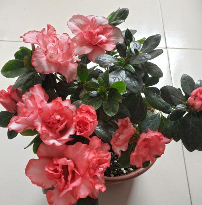 圣诞仙人掌|3种花是花中劳模,一年四季开花不断,开花量大,花开枝繁叶茂