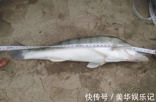 临沂|凶猛梭鲈鱼入侵山东多地,临沂钓鱼人:钓了几条,以为是鳜鱼