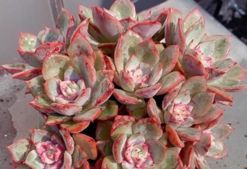 现在北方的多肉可以露养了吗?只要温度达到要求,就可以放心露养