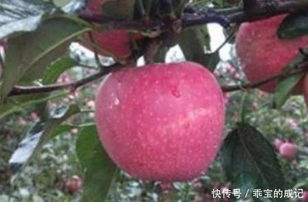 喜欢吃1种水果的人,寿命不会短,谨记“2个不”