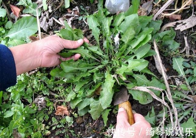 禁忌|用蒲公英泡水“养生”，祛湿热、治胃痛，要记住3大禁忌，莫喝错