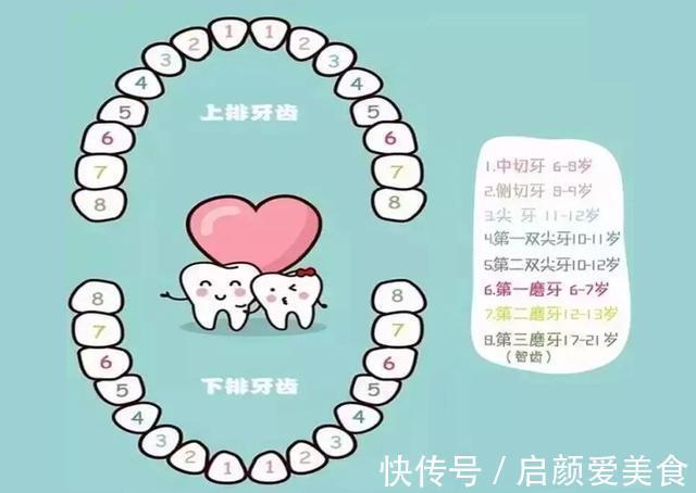 恒牙|儿童换牙顺序图：孩子几岁换？怎么换？一文说清