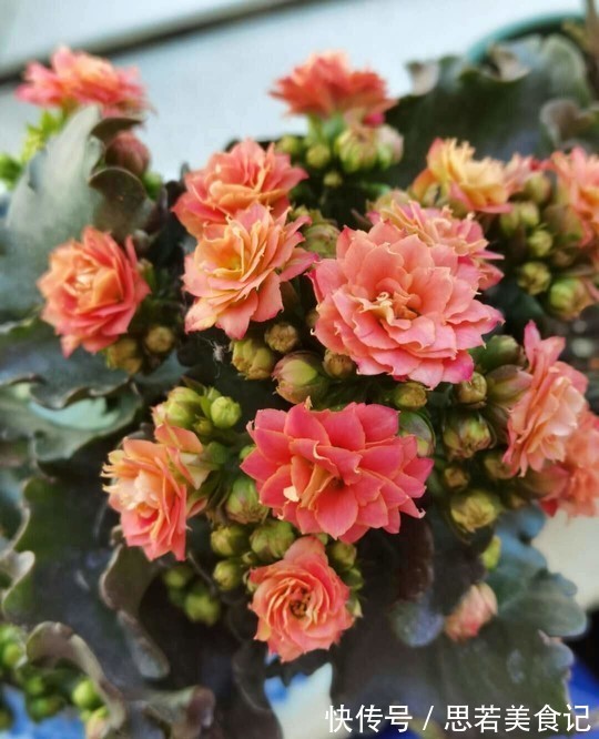 七种花很“养人”,卧室客厅放几盆,好看吉祥“睡得香”