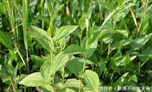脚气|池塘边生长的野草，老农用来治脚气，称为“白舌骨”，价值珍贵