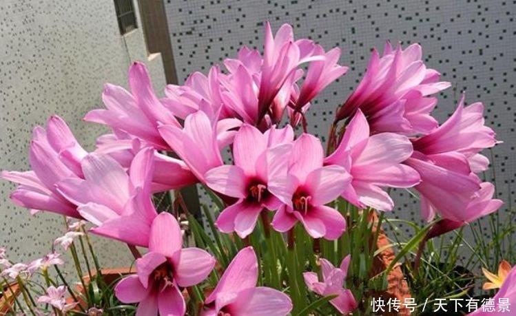 养花就养个花期长的,花大色艳,养在哪里都爆盆,好运到来