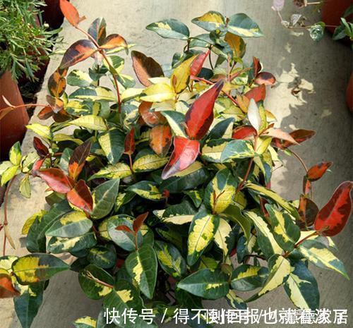 4种漂亮植物，不开花也好看，耐寒又好养，零下几度都冻不死！