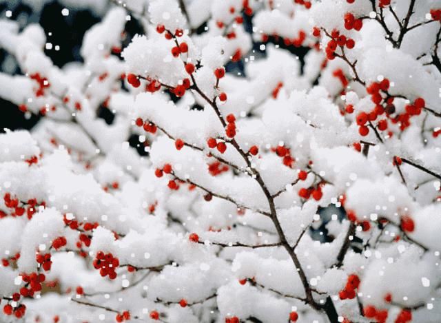  踏雪寻梅|大雪赏梅：暗香疏影 踏雪寻梅