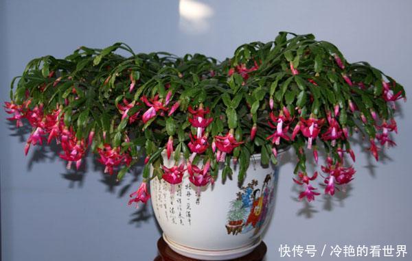 接穗|原来蟹爪兰要这样嫁接,难怪别人家的蟹爪兰开花那么多