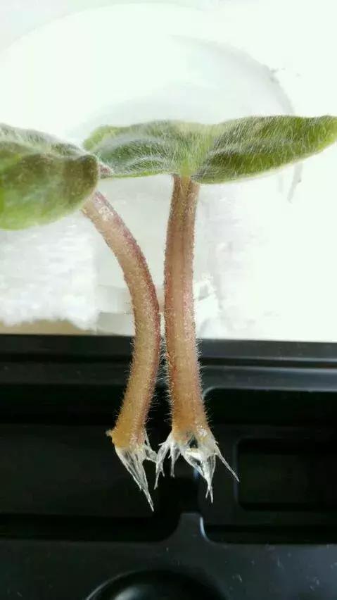 塑料瓶里装点水,能插20种花,生根不用愁,新手一学就会!