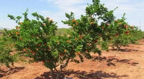 石榴树|秦始皇陵究竟放了多少水银?专家:你看下附近的石榴树就明白了