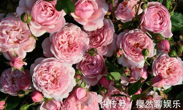 喜欢菊花,就养盆“五大名菊”墨荷,花似墨色荷花,高贵典雅