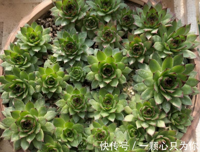 植株|养这4种多肉,冬天“冻一冻”,上色、群生反而更容易
