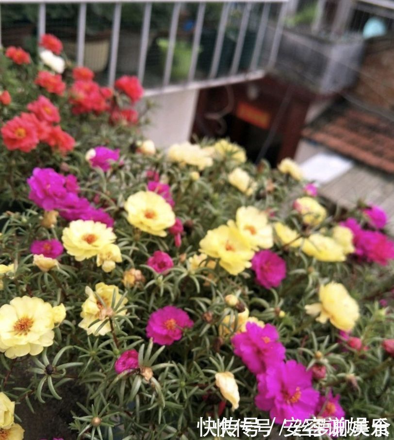 养护|夏天“最适合”扦插3种花,10天生根,养2个月就能变“花海”