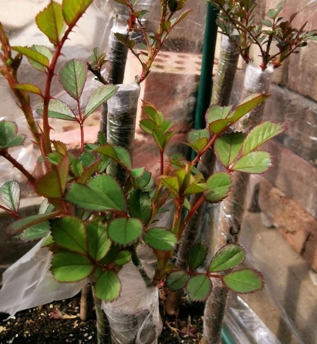 蔷薇杆子|嫁接的长出枝条了怎么办不断打顶促枝,枝多月季开花易爆盆